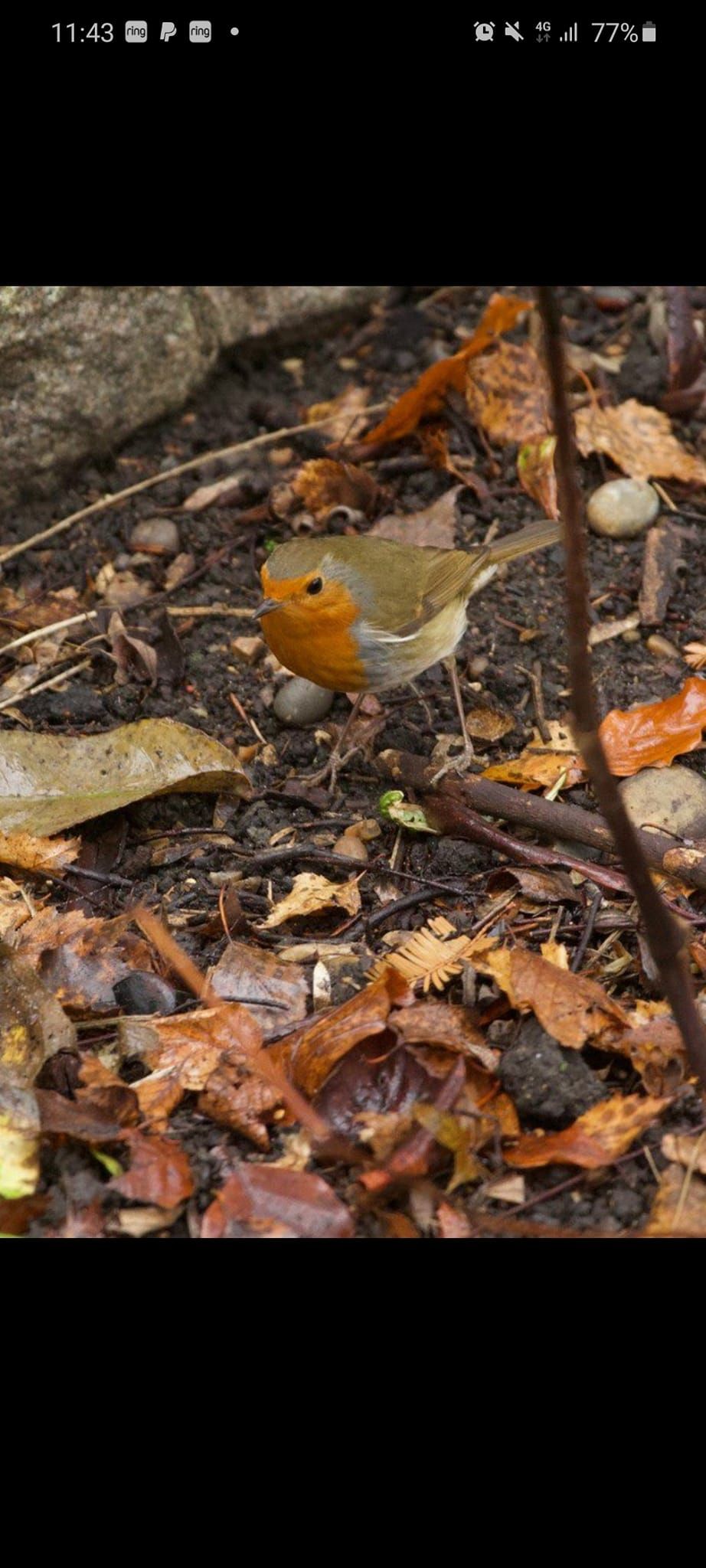 Sunday Morning Bird Walk