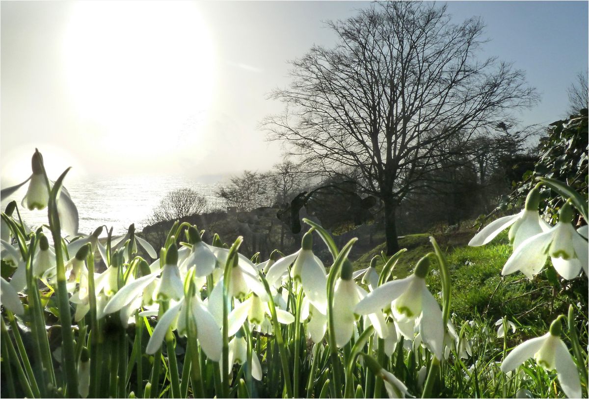 Penwythnos Eirlysiau | Snowdrop Weekend