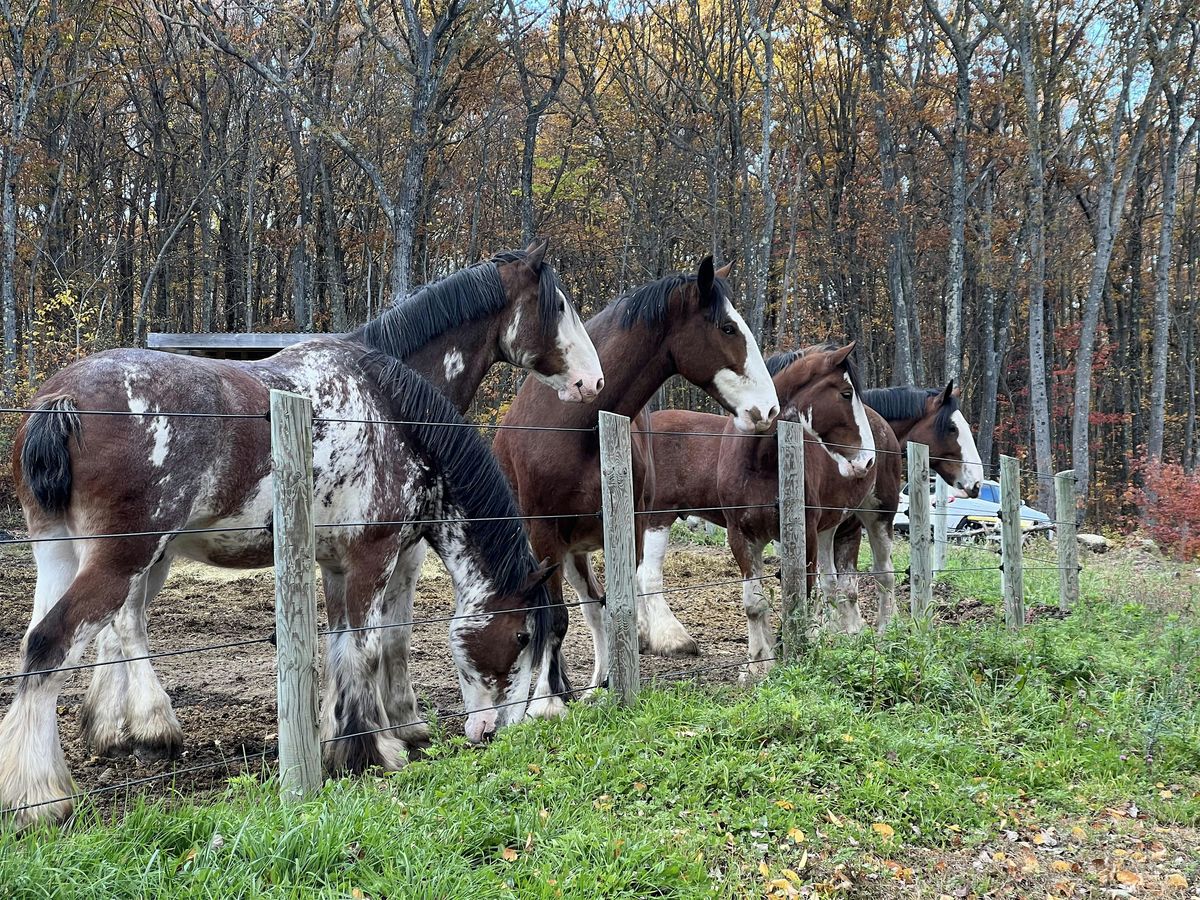Come see the Mountain View Clydesdales and start off on the right HOOF!!