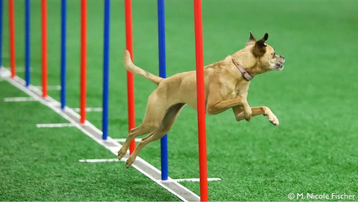 Y2K9s USDAA Agility Trial