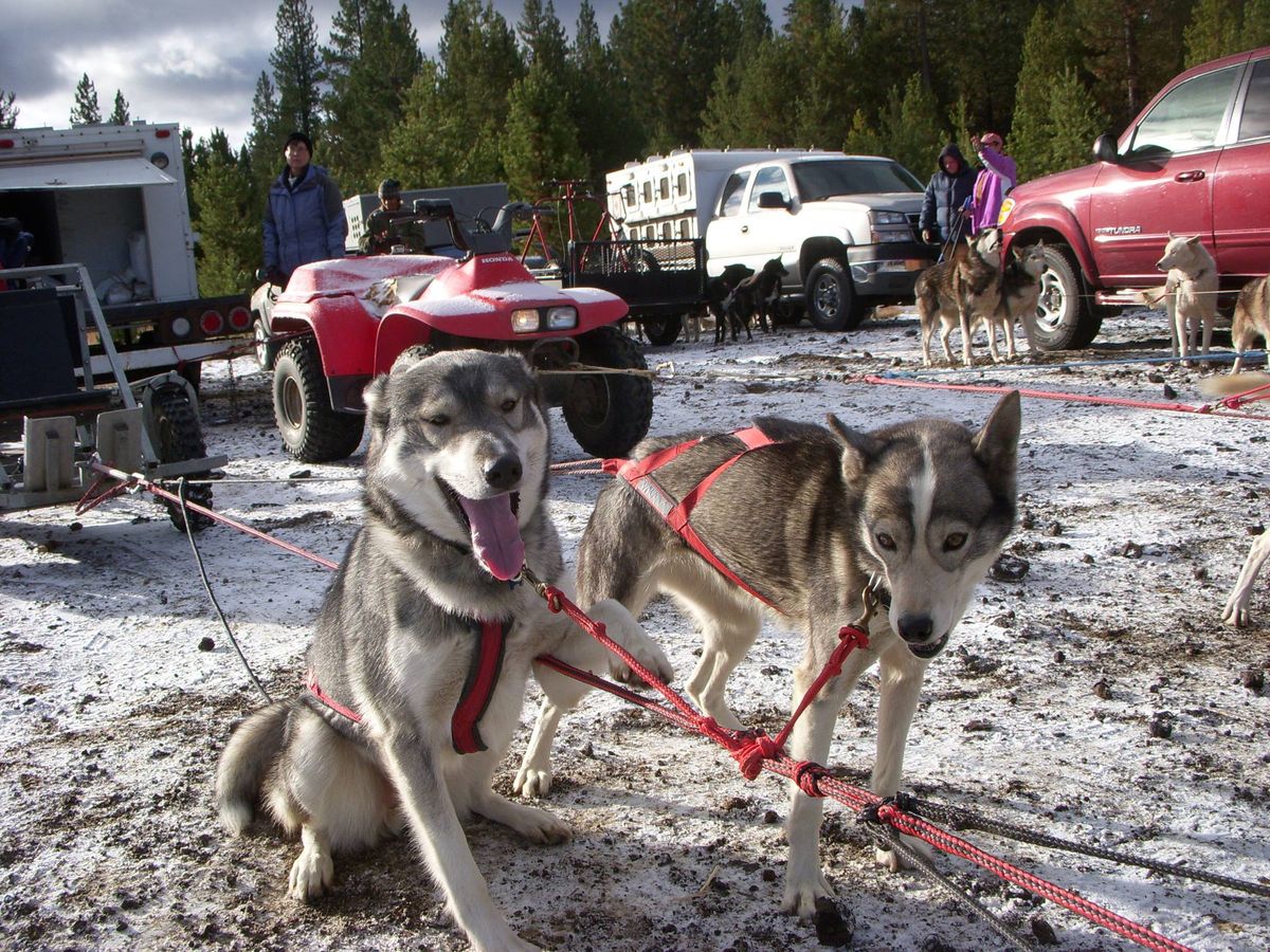 La Pine Mushing Weekend