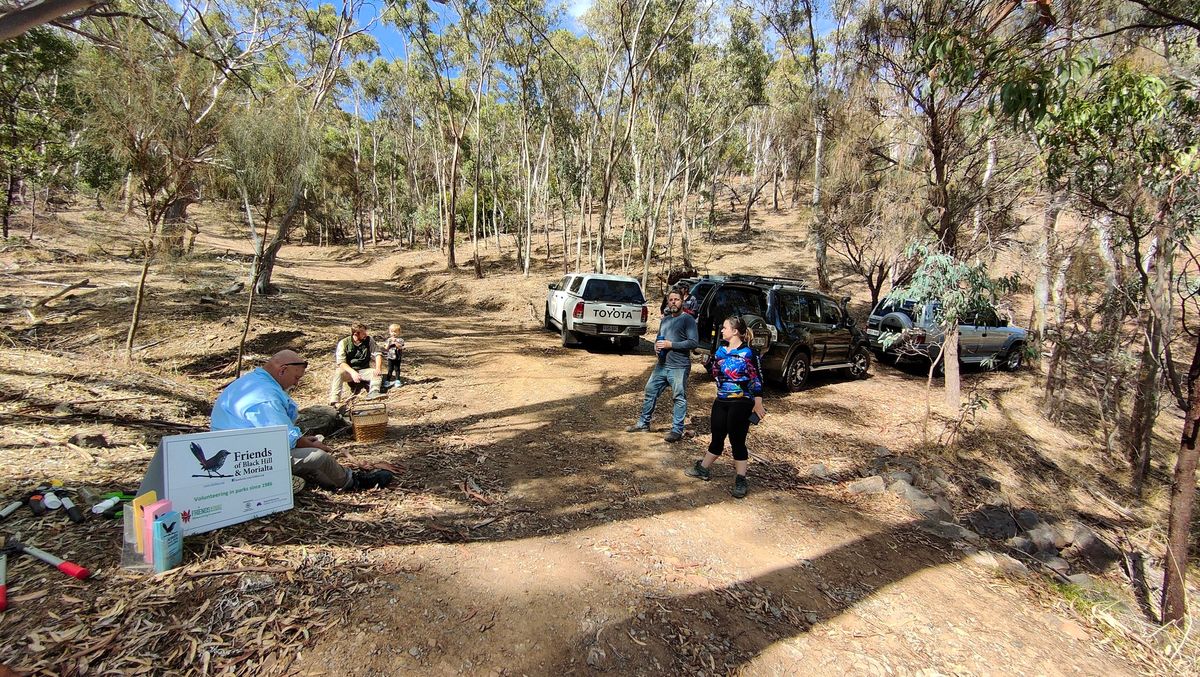 Ghost Tree Gully Habitat restoration