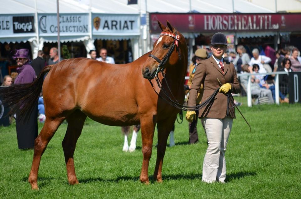 RAECTI Open Summer Show