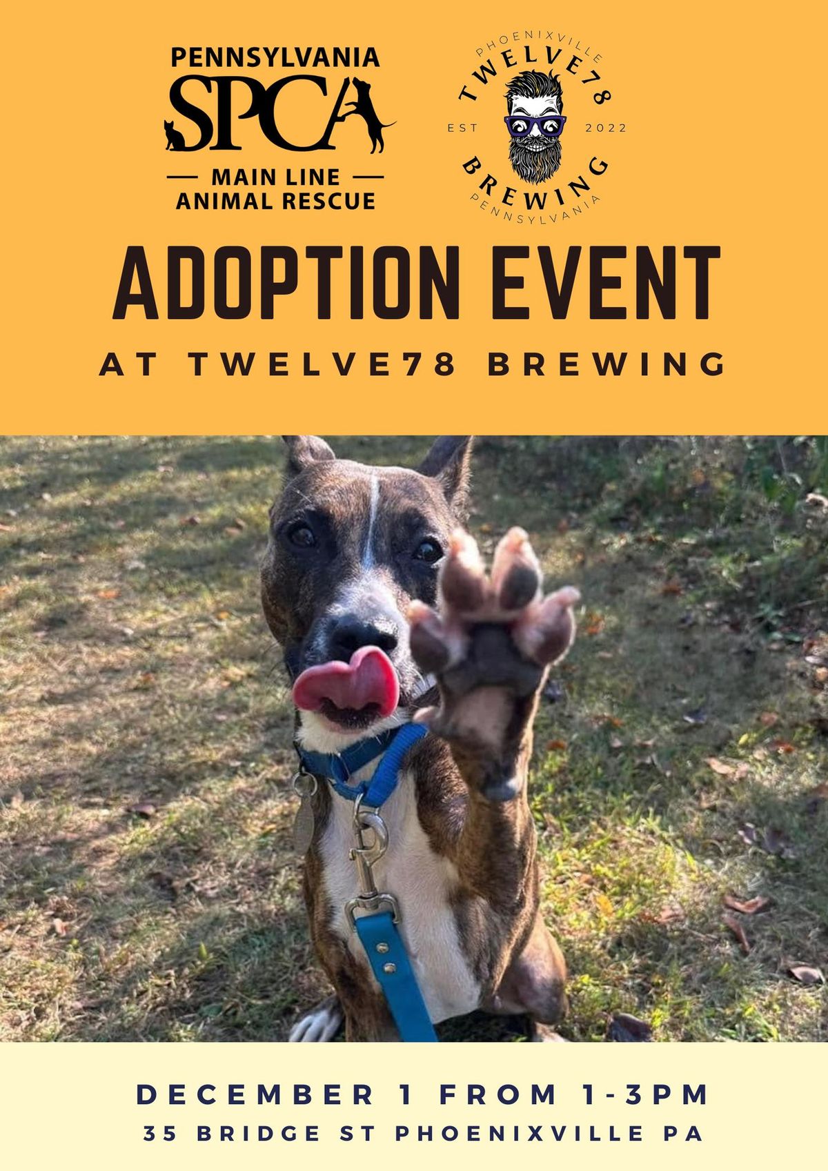 Sunday Funday Adoption Event @ twelve78 Brewing