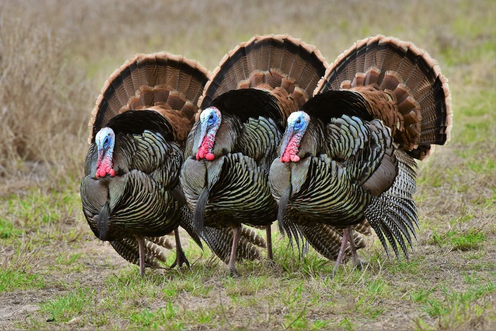 The GREAT (Arvada\/Westminster)Turkey Gaggle 2024!