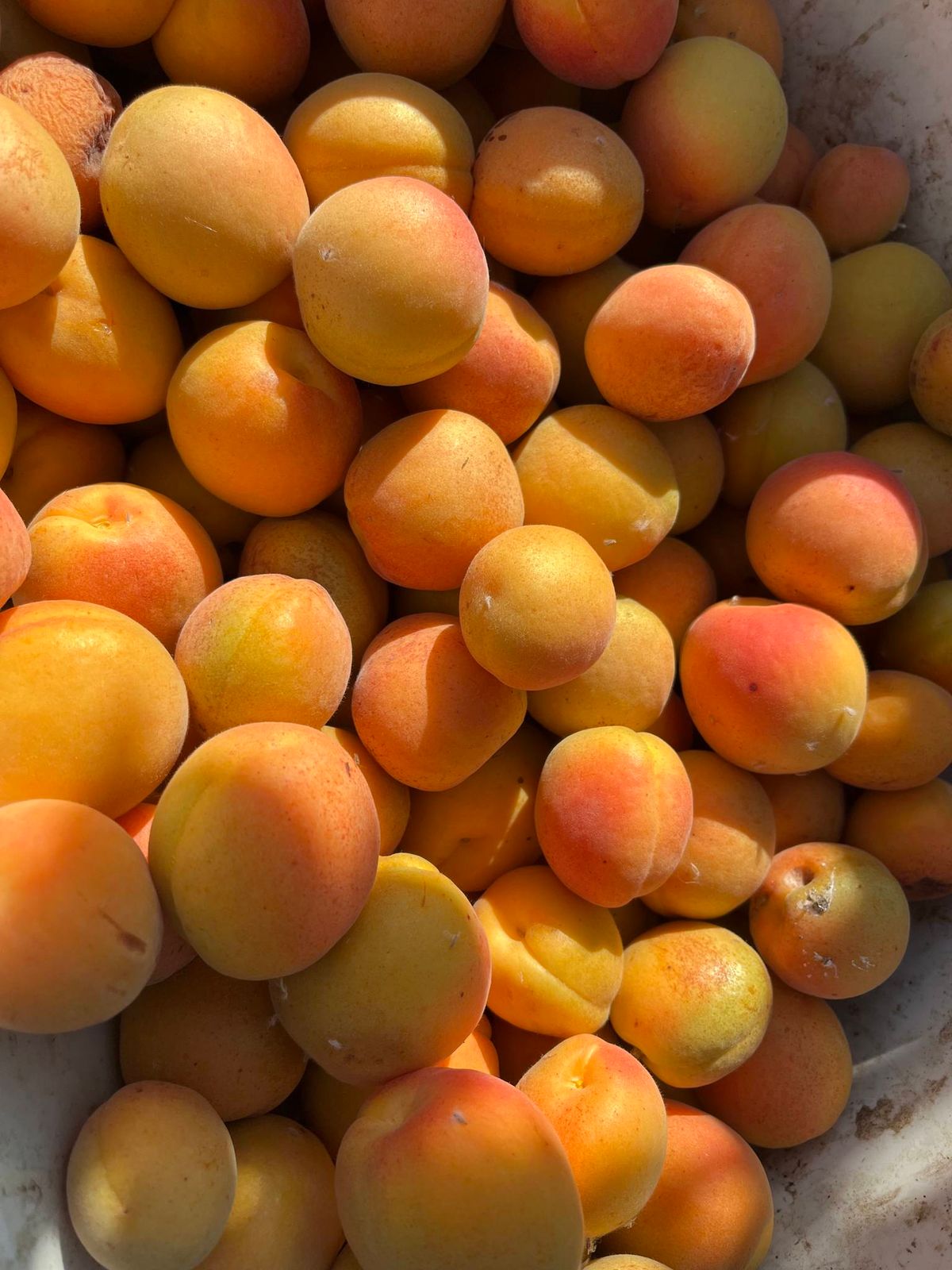 Blenhiem Apricot U-Pick