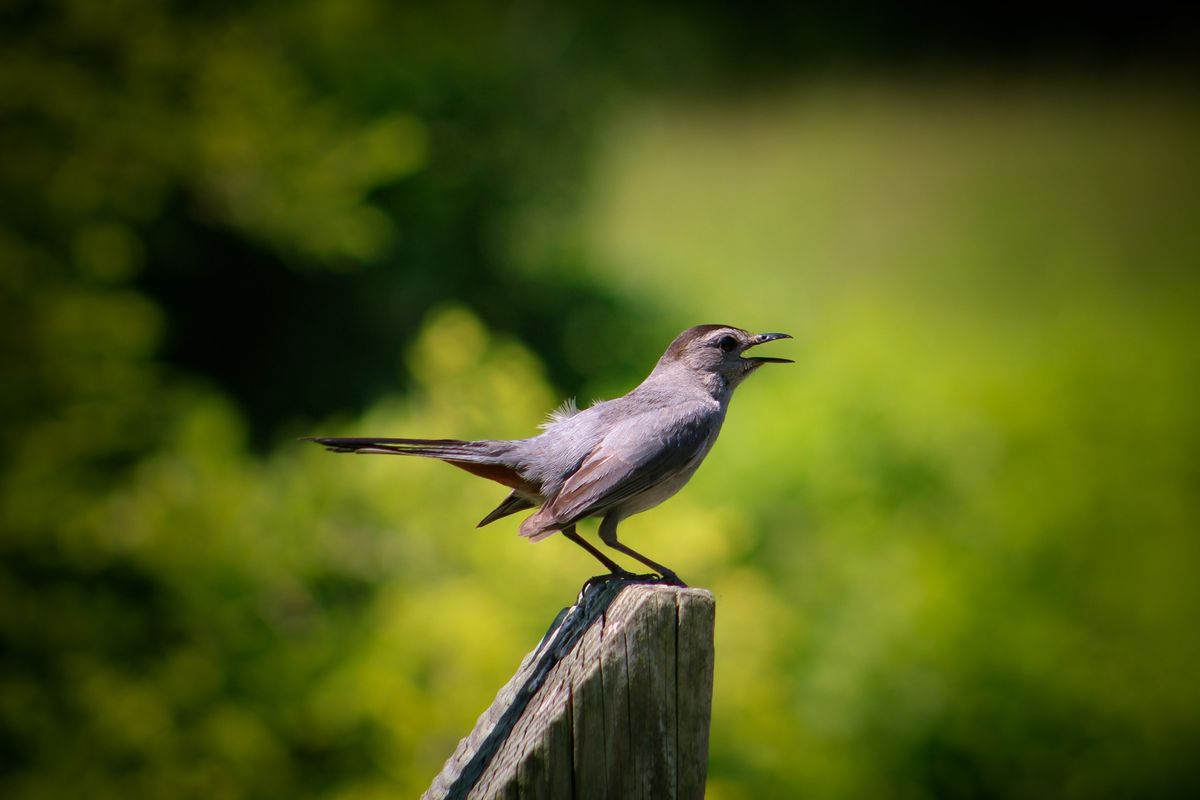 Saturday Morning Bird Walk for Adults