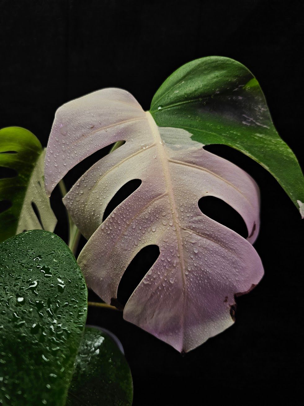 YEG Exotic Plant Crowd, Rare Plant Show In Cold Lake, AB, Hosted by Beantrees Cafe