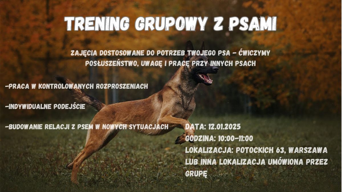 Trening grupowy z psami