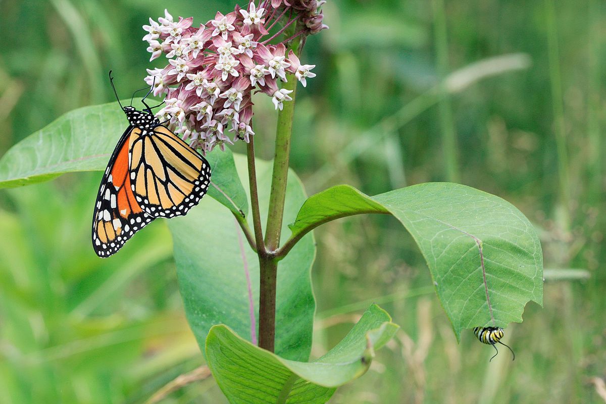 Gardening for Wildlife