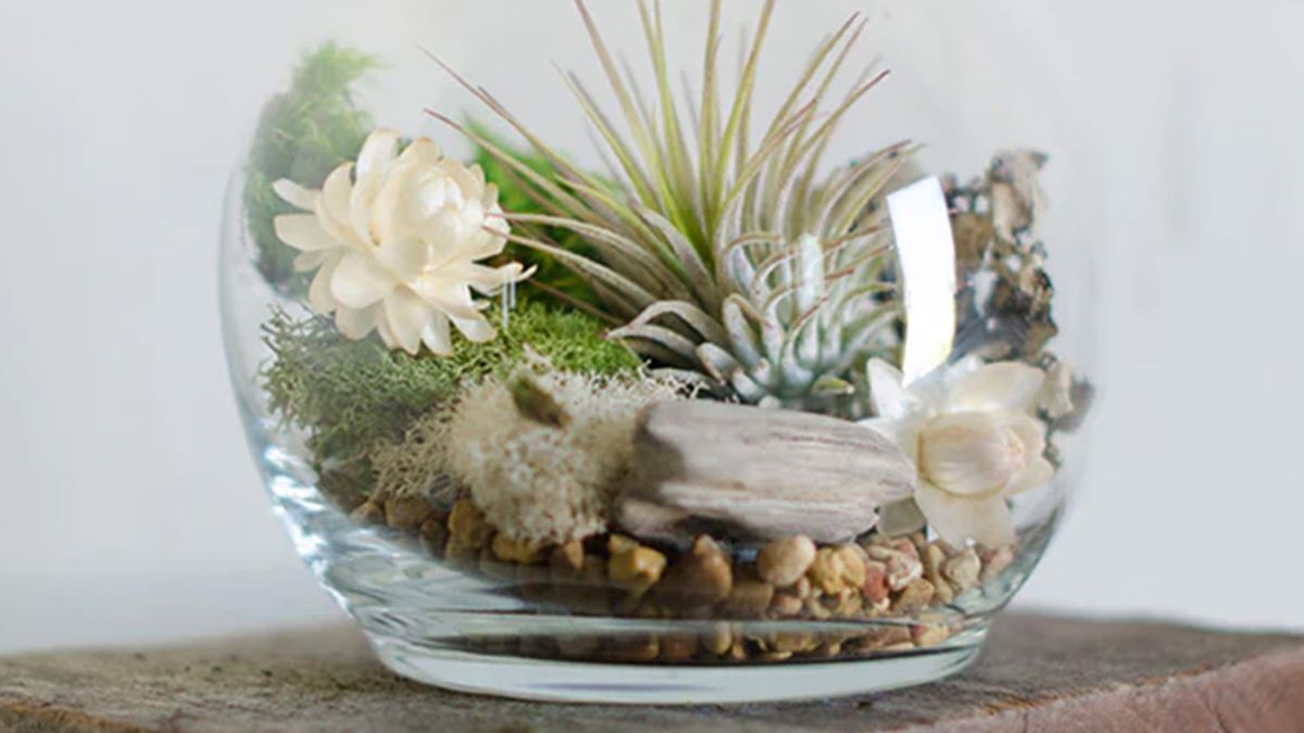 Air Plant Terrarium Workshop