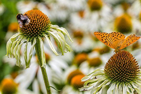 Our Gardens: Alive!