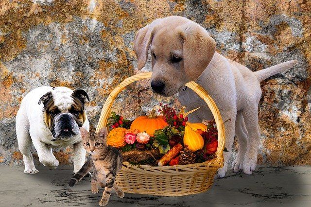 Happy Thanksgiving - Grateful For Our Pet Pawrents Day