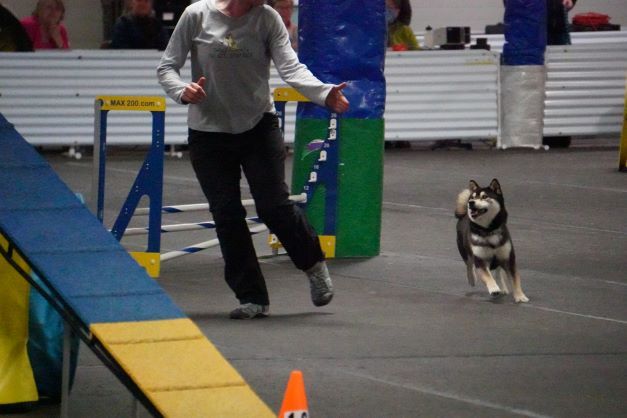 AKC Agility Trial