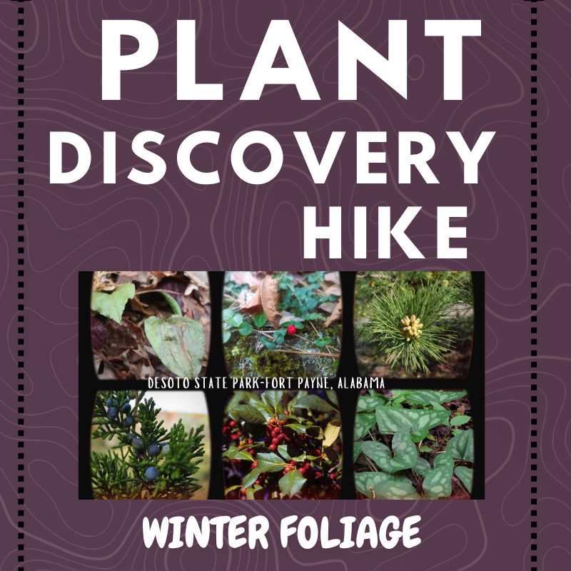 Plant Discovery Hike-Winter Foliage