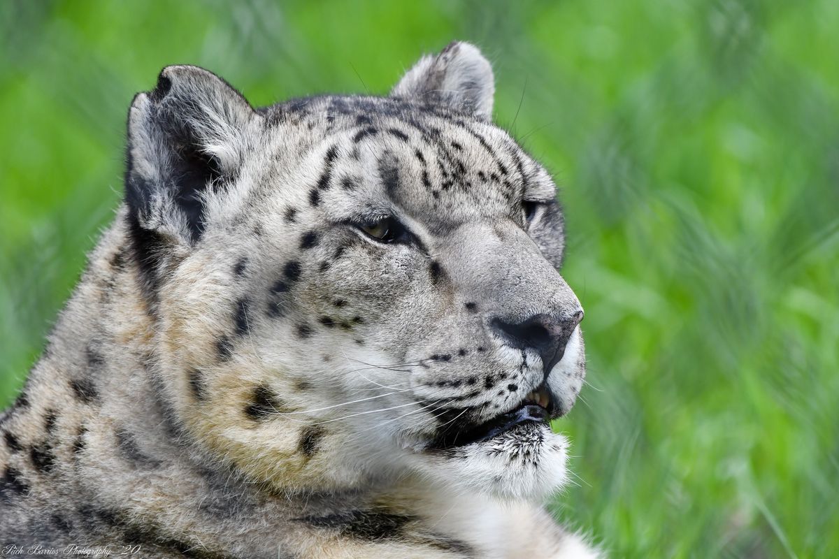 Sneaky Snow Leopards Camp