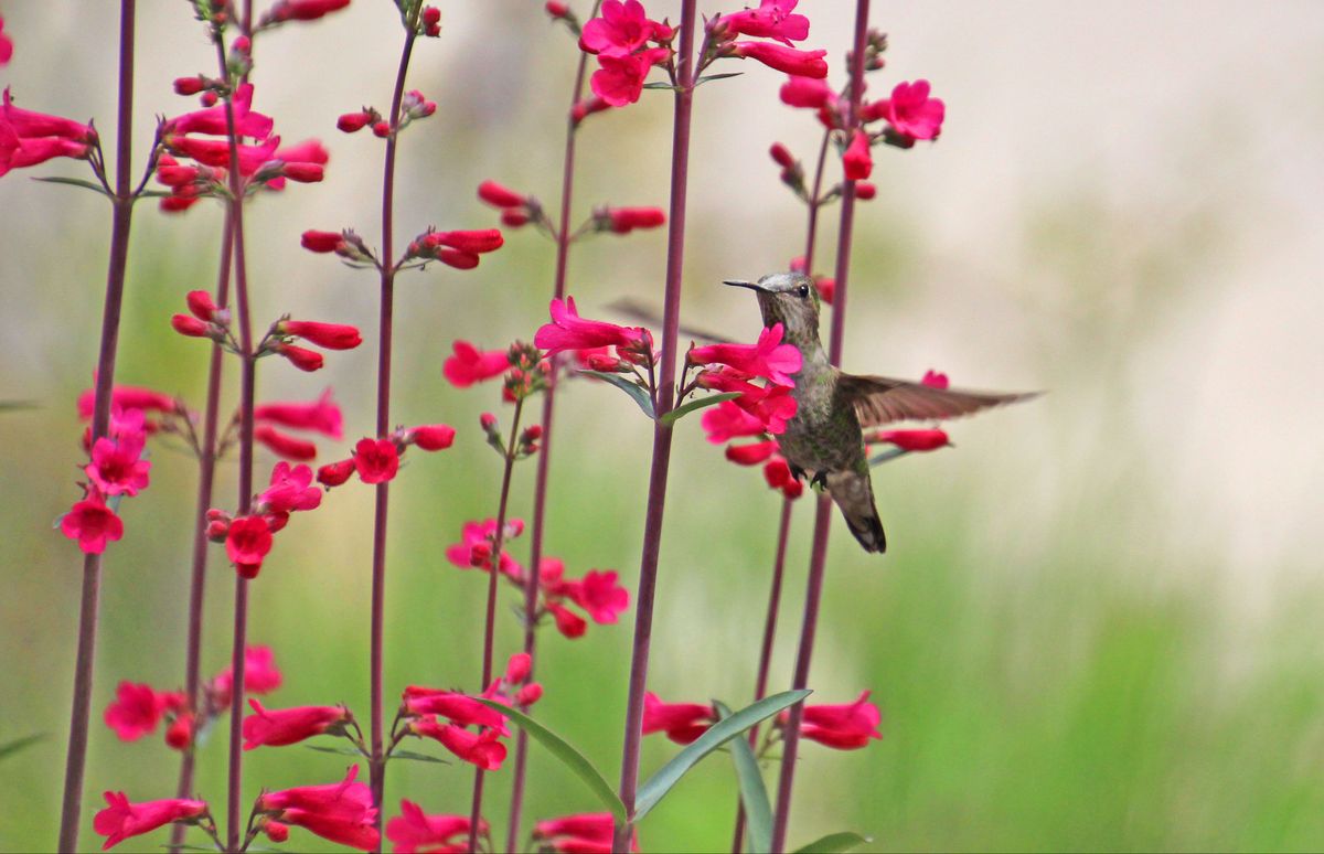 Garden Class: Pollinators