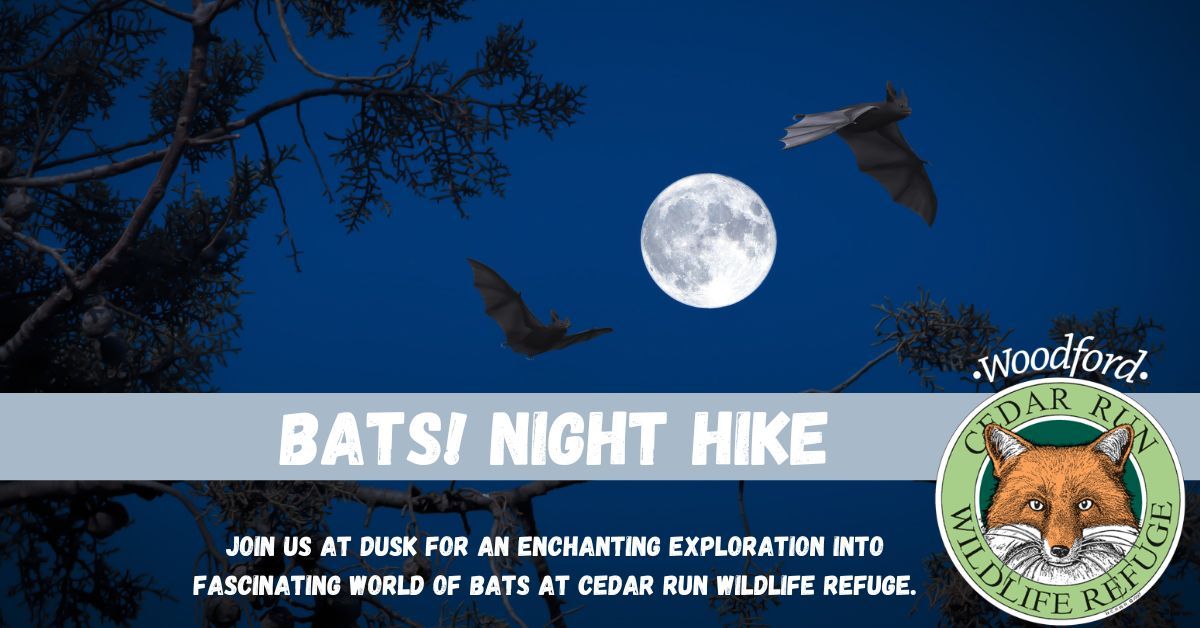 Bats! Night Hike