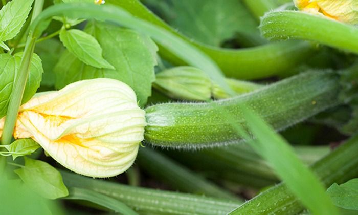 Dry Edible Gardening Class