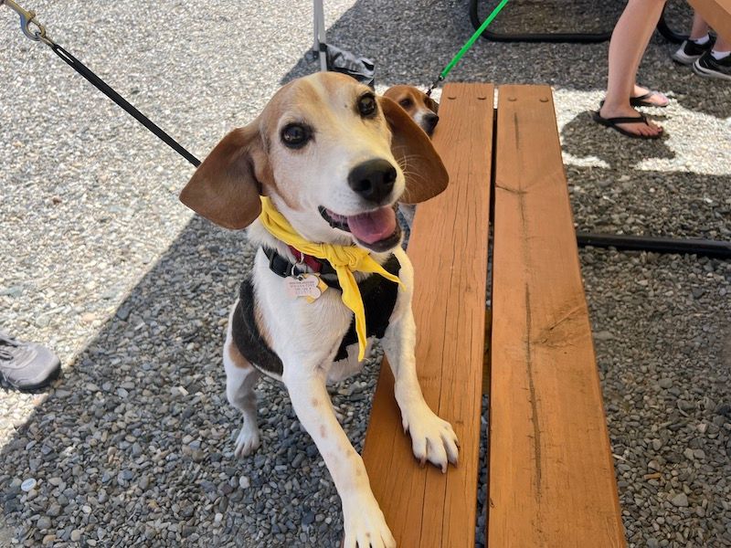 Triangle Beagle Rescue July Adopt a thon at Rosecomb Beer Garden CARY