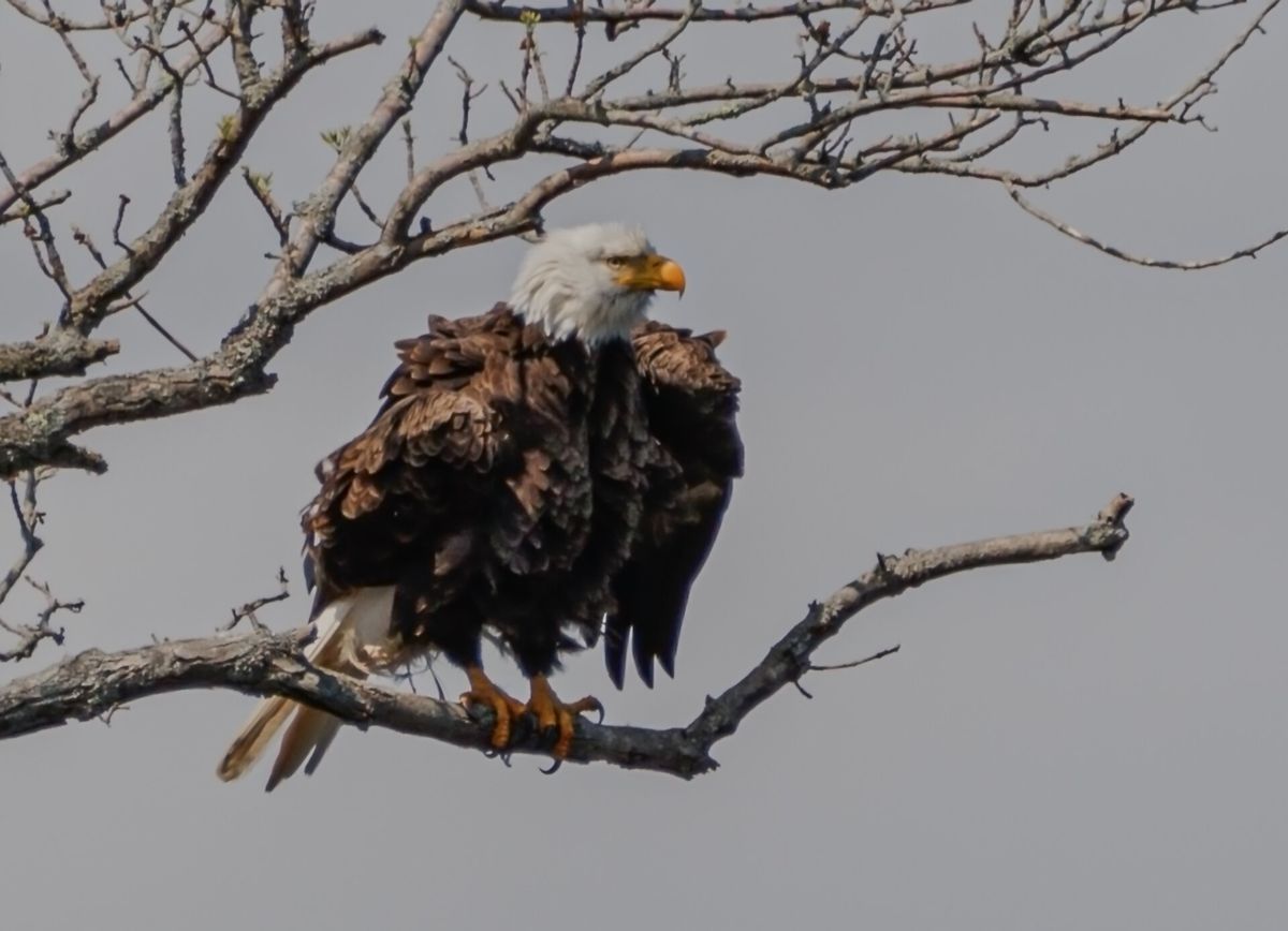 Winter Raptors of the Connecticut River Valley