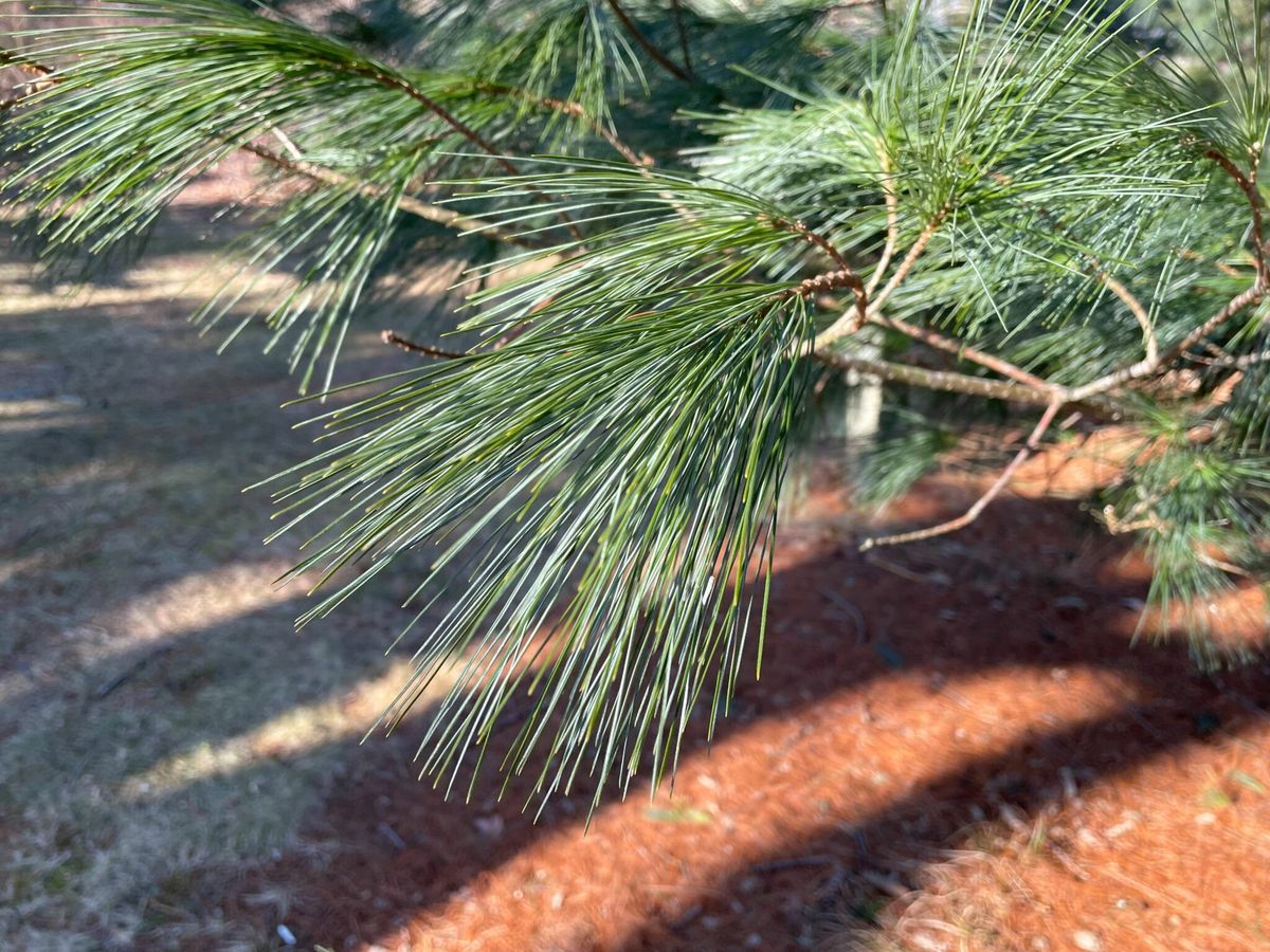 White Pine Salve-Making