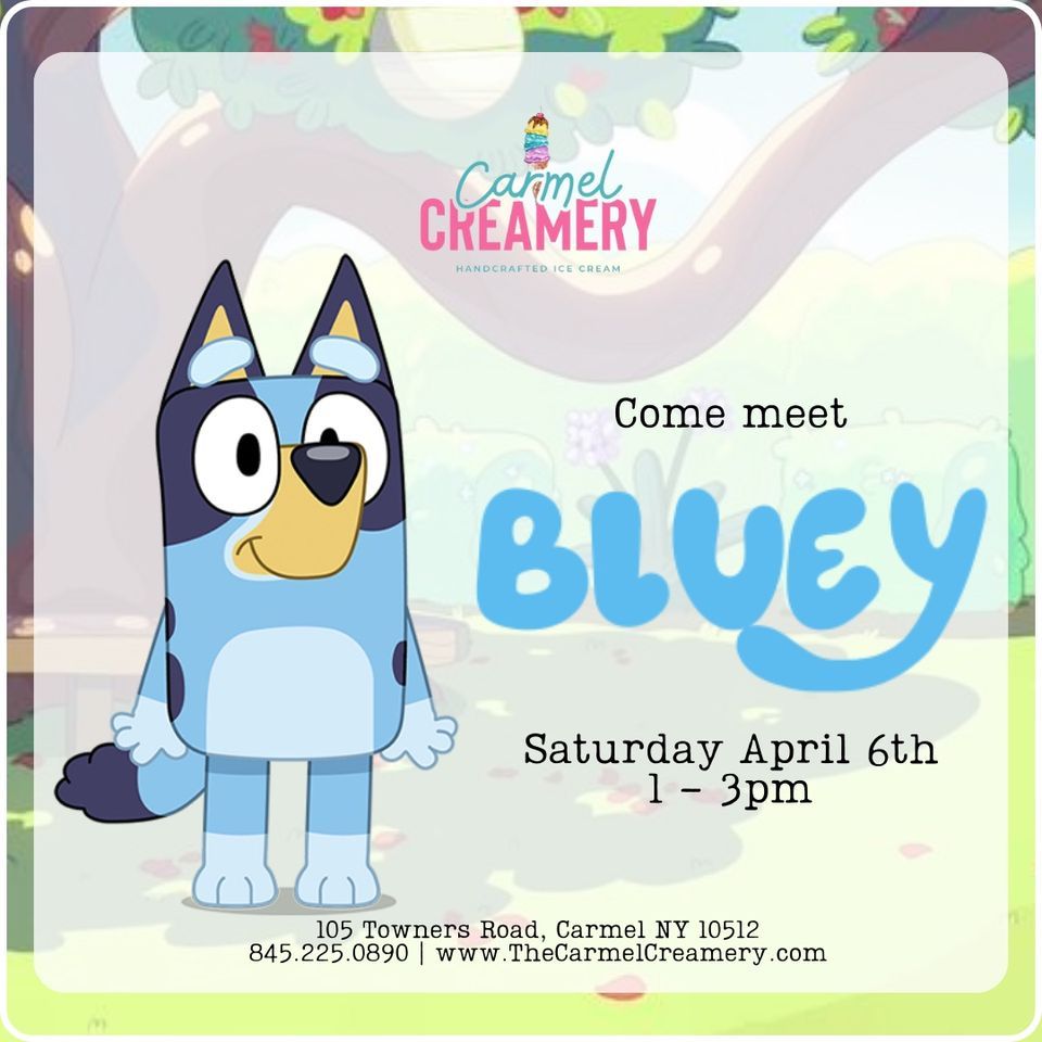 Meet BLUEY @ Carmel Creamery!