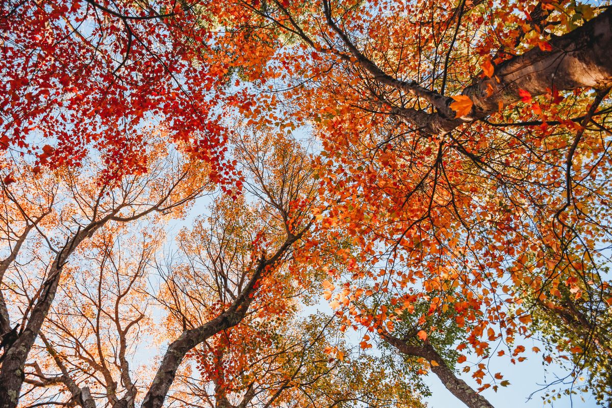 Forest Park Autumn Nature Walk