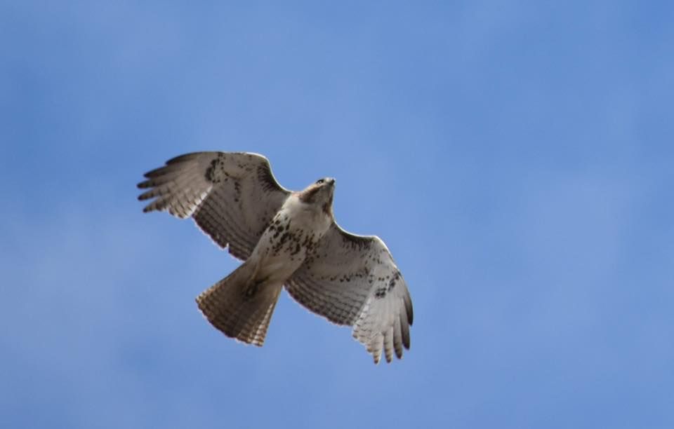 Pawtucket Farm Wildlife Sanctuary Birding