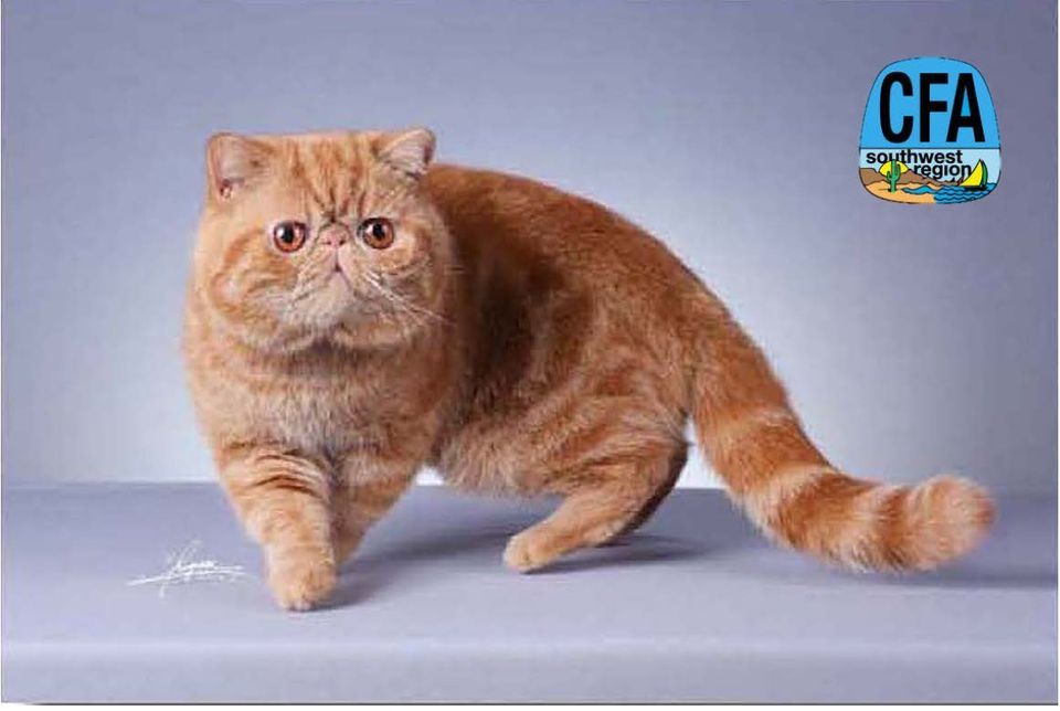 Cat Show in LA (Glendale): Malibu Cat Club