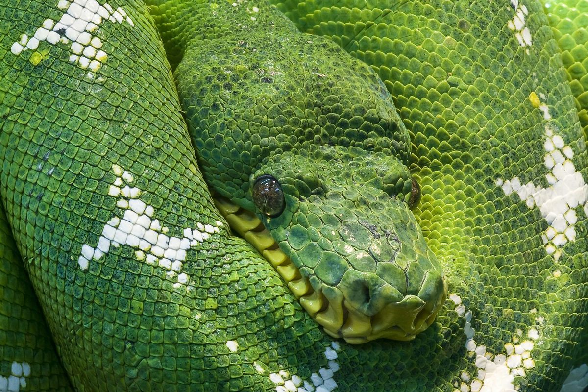 Snakes Alive!