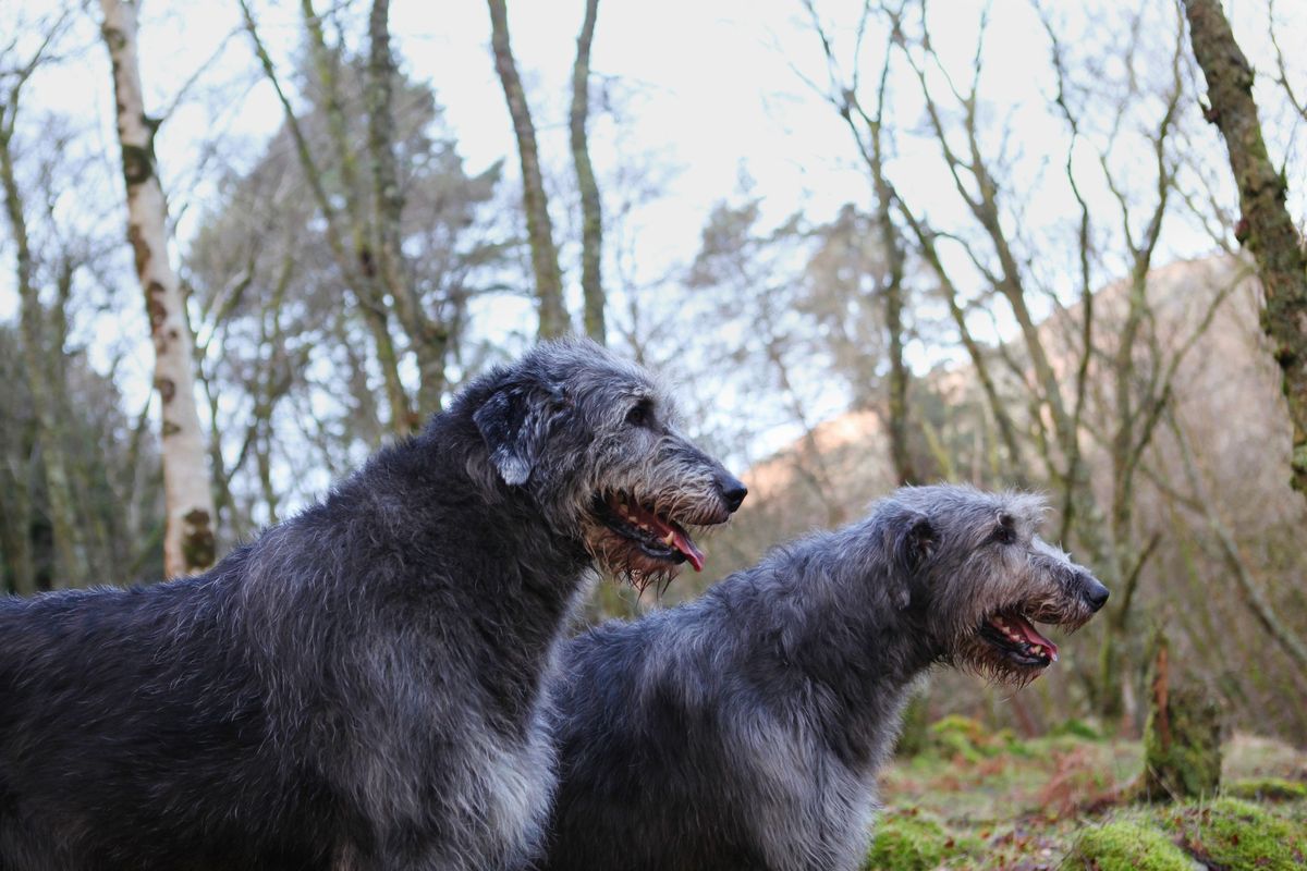 Irish Wolfhound Club of Ireland, Breed Open Show 2024