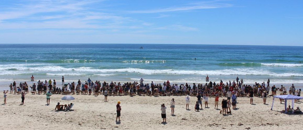 The Beagle Club of QLD Inc Annual Christmas Walk