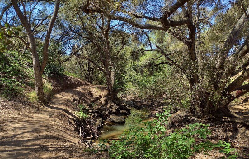 Birding Outing: Marian Bear Open Space @ Tecolote Canyon