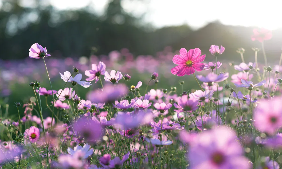 Capital Philharmonic of New Jersey: Spring Serenades