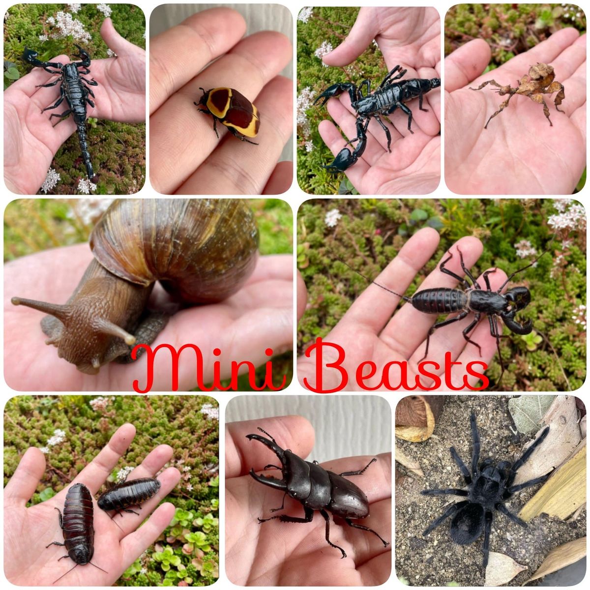 Mini Beasts Mondays