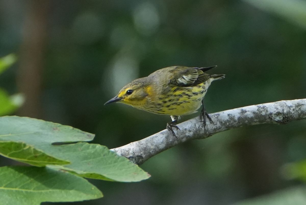 Youth Bird Walk-White Clay Creek State Park