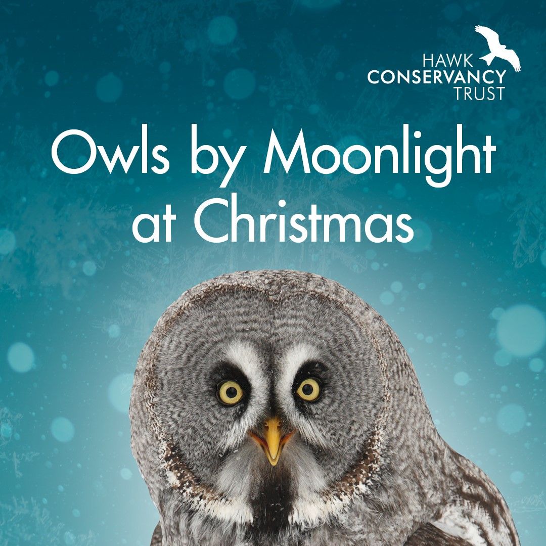 Owls by Moonlight at Christmas