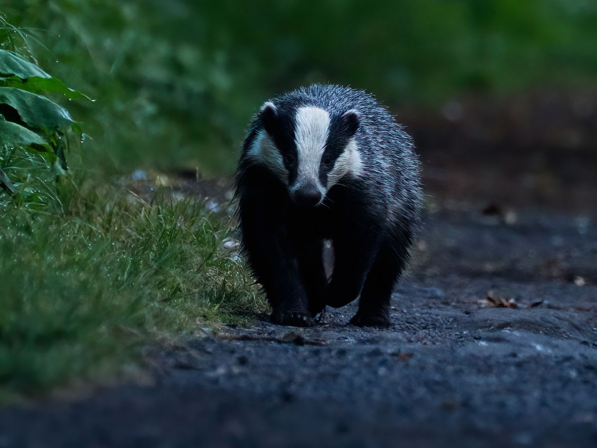 Autumn Flora and Fauna Discovery Walk