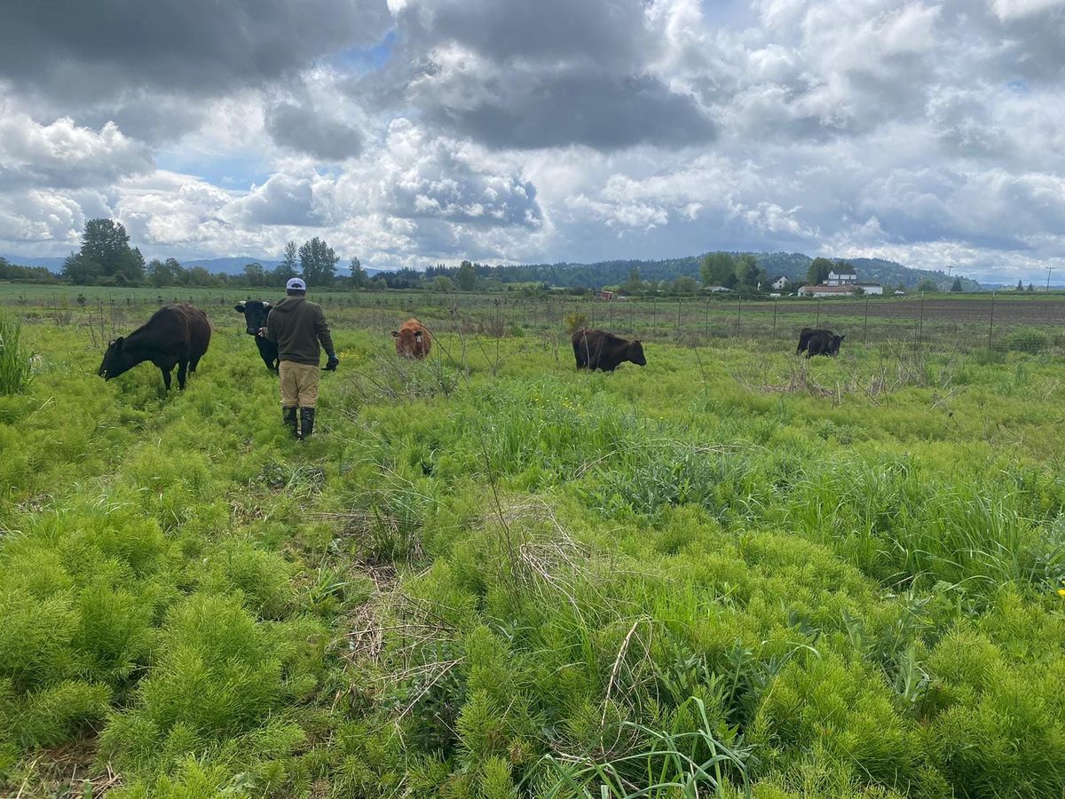 Livestock Apprenticeship (Ages 13+)