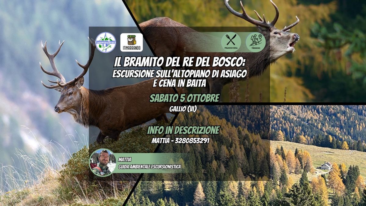 Veneto(VI): Il Bramito del Re del Bosco: Escursione sull'altopiano di Asiago e cena in baita