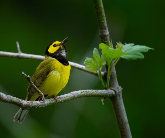 7 am guided bird walk sally manzara