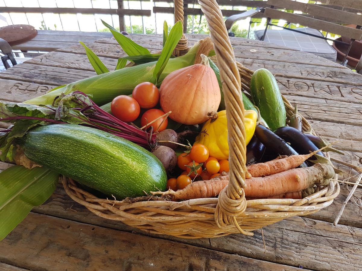 Ecoburbia At Home BASIC FOOD GROWING