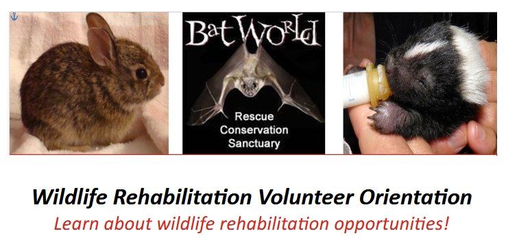 Bat World - Wildlife Rehabilitation Volunteer Orientation [Registration Required]