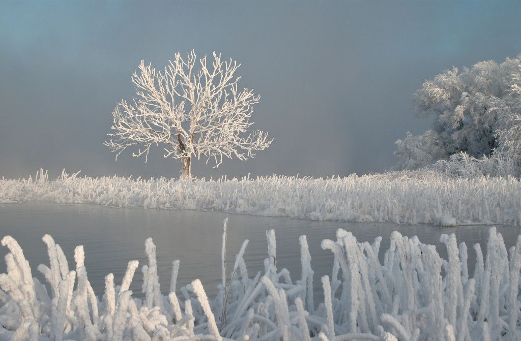 Adventsarrangement i Bjerre Skov