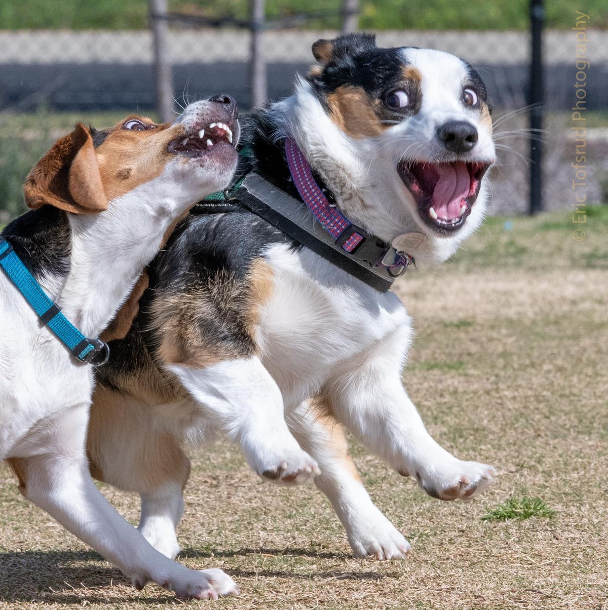 Carmichael dog park - Big Meet