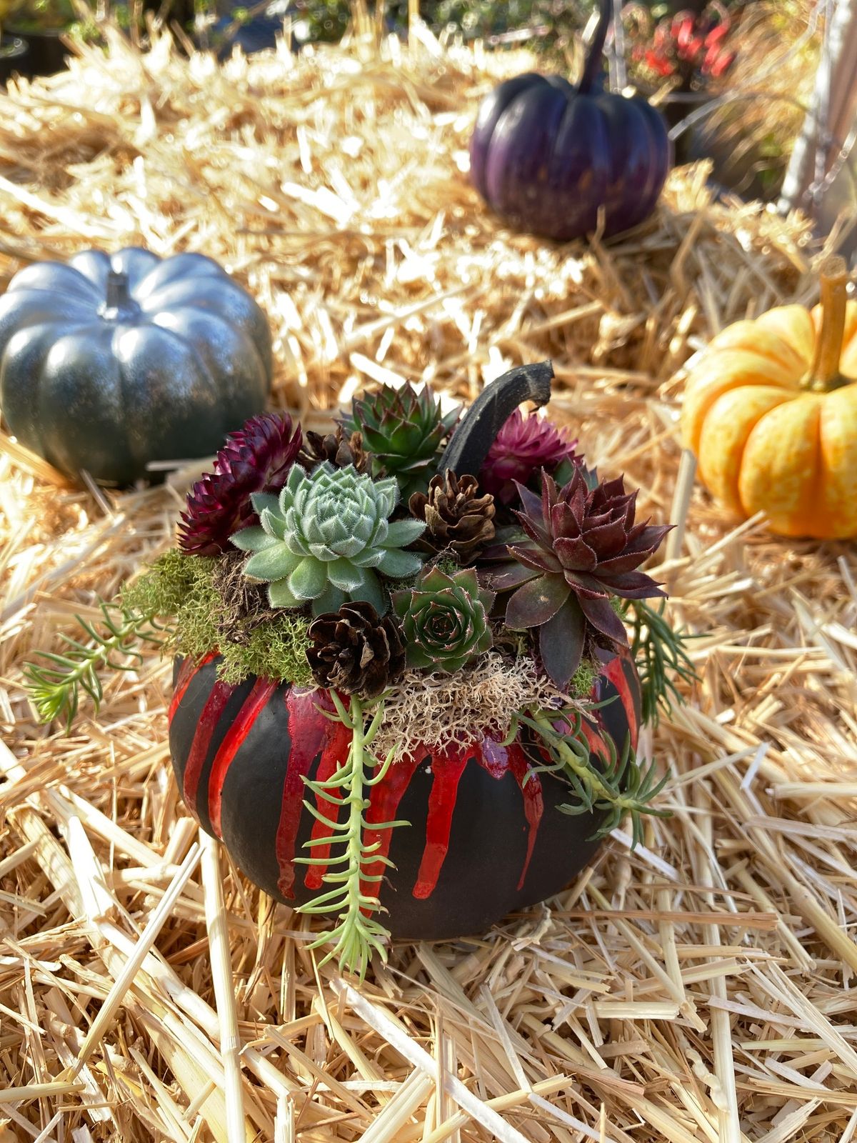 Pumpkin Succulent Class 