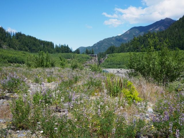 Stochasticity in plant communities \u2014 year effects and priority effects in recovery from disturbance