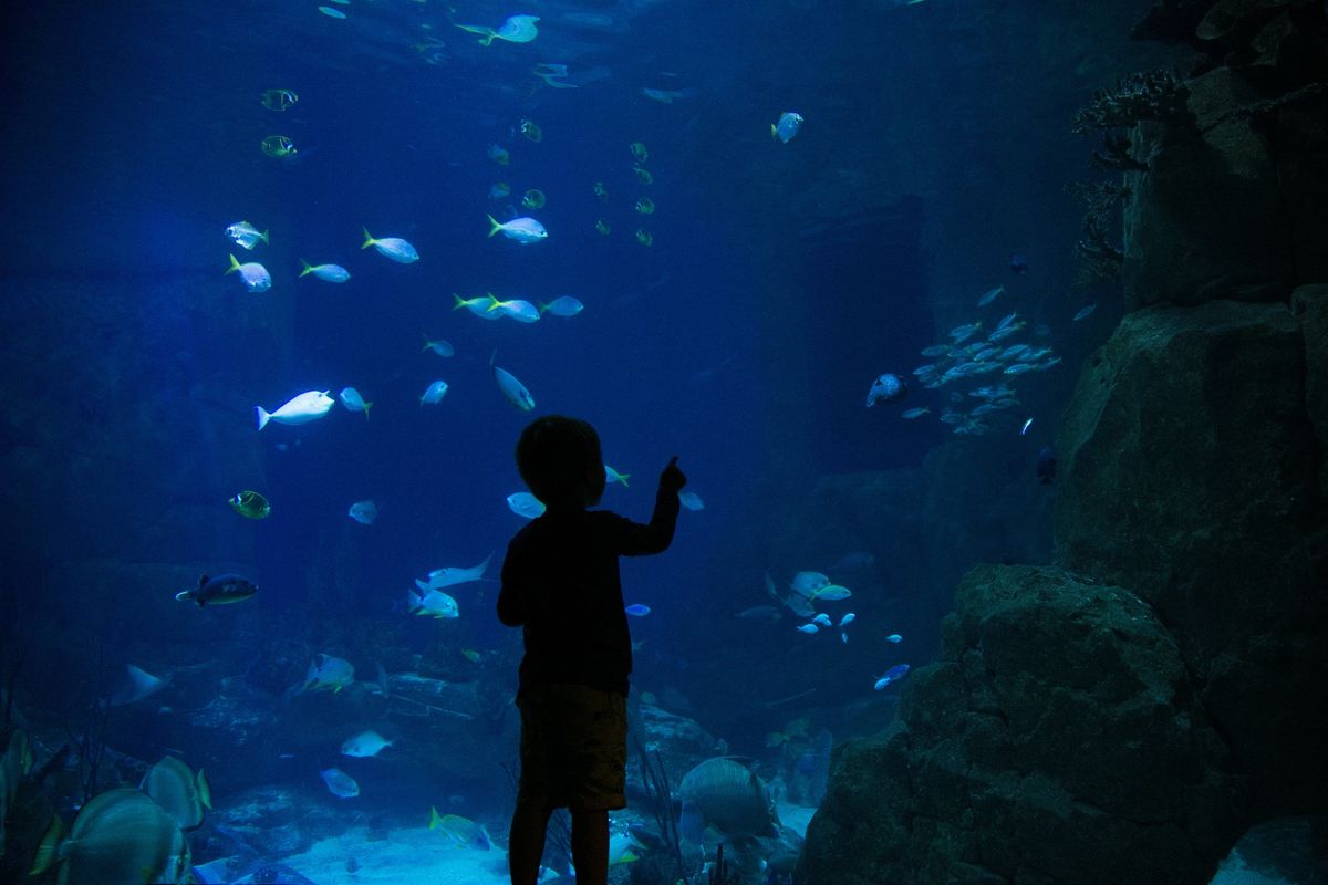 Quiet at the Aquarium: Sensory Session