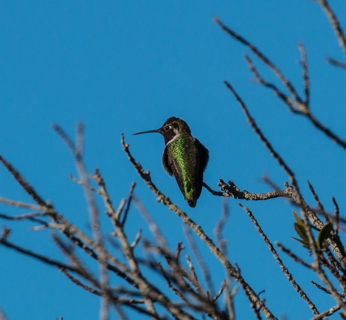 Backyard Birds and Bird Habitat